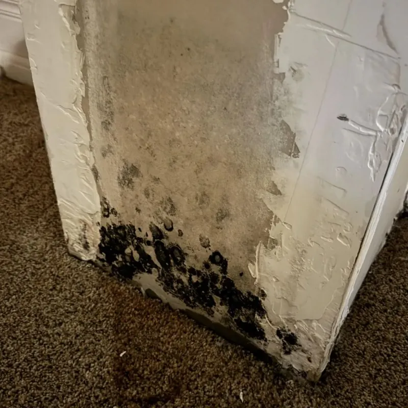 Professional Mold Removal in Spring City, TN